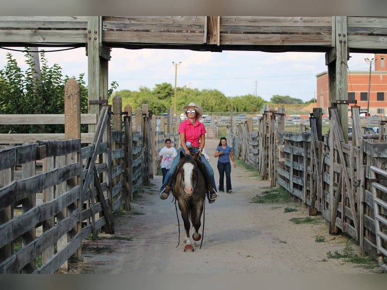 American Quarter Horse Ruin 6 Jaar Roan-Bay in Stephenville TX