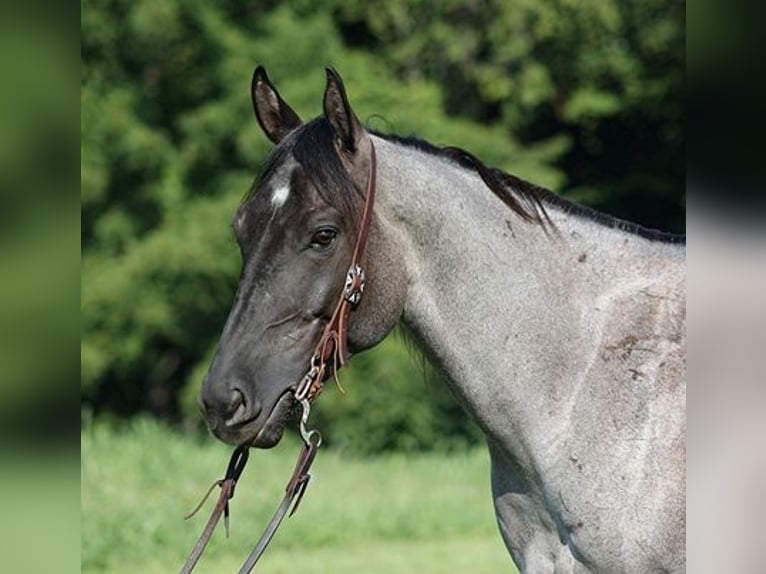 American Quarter Horse Ruin 6 Jaar Roan-Blue in Mount Vernon