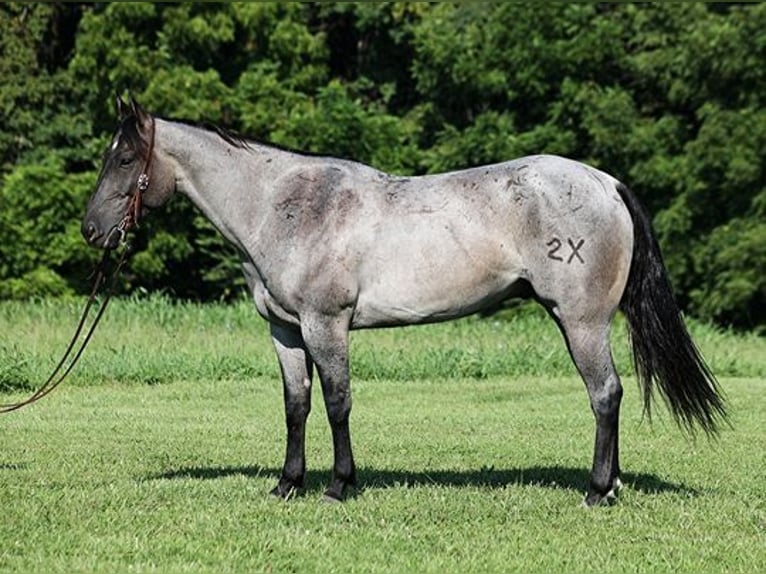 American Quarter Horse Ruin 6 Jaar Roan-Blue in Mount Vernon