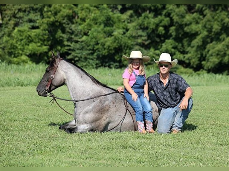 American Quarter Horse Ruin 6 Jaar Roan-Blue in Mount Vernon