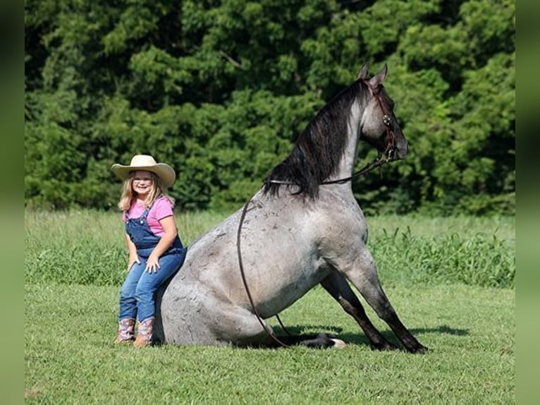 American Quarter Horse Ruin 6 Jaar Roan-Blue in Mount Vernon