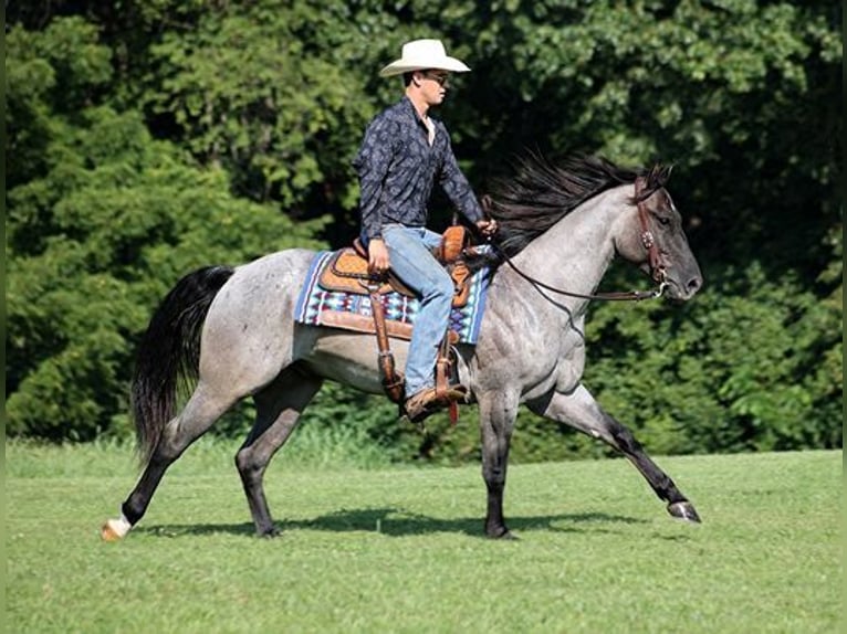 American Quarter Horse Ruin 6 Jaar Roan-Blue in Mount Vernon