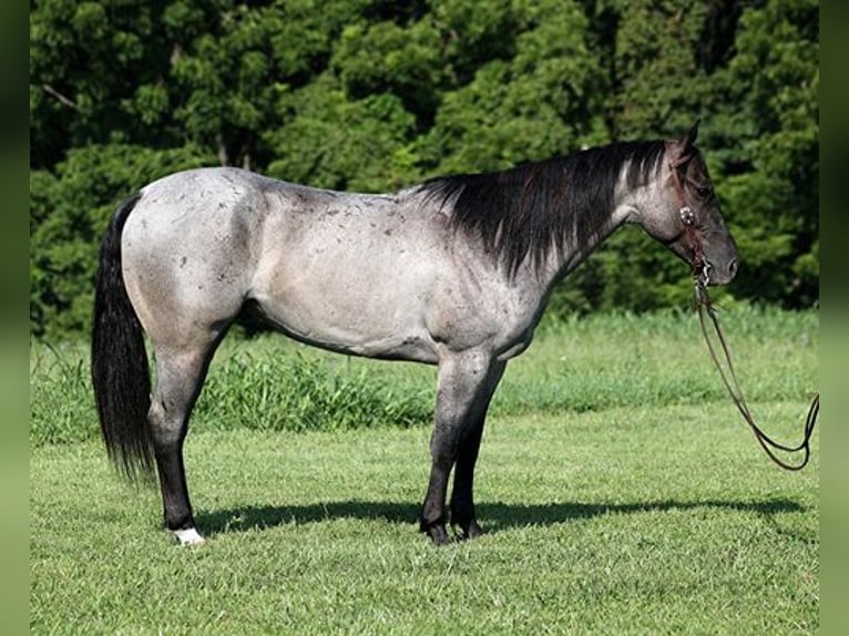 American Quarter Horse Ruin 6 Jaar Roan-Blue in Mount Vernon