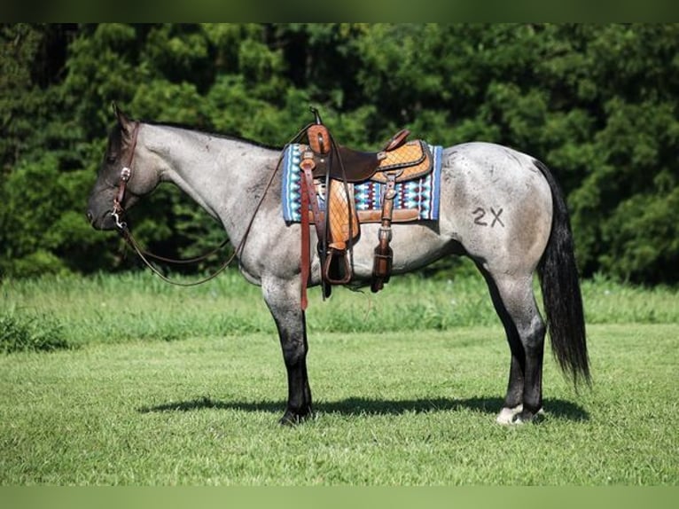 American Quarter Horse Ruin 6 Jaar Roan-Blue in Mount Vernon