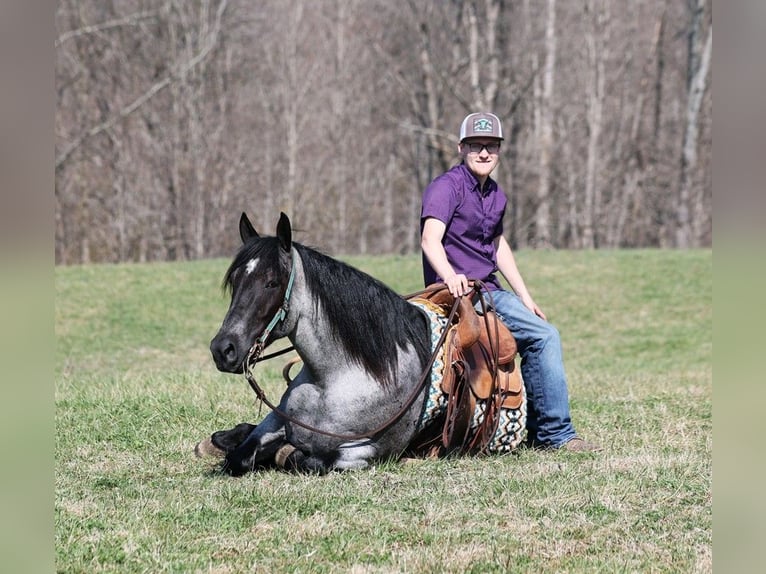 American Quarter Horse Ruin 6 Jaar Roan-Blue in Mount Vernon