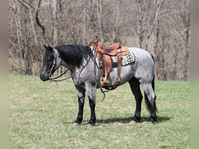 American Quarter Horse Ruin 6 Jaar Roan-Blue in Mount Vernon