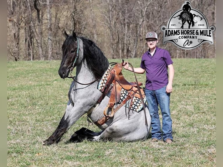 American Quarter Horse Ruin 6 Jaar Roan-Blue in Mount Vernon