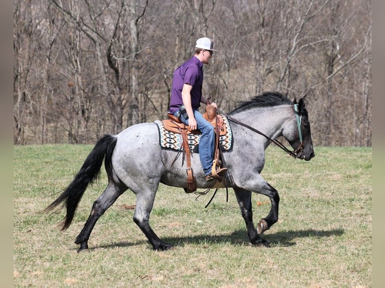 American Quarter Horse Ruin 6 Jaar Roan-Blue in Mount Vernon