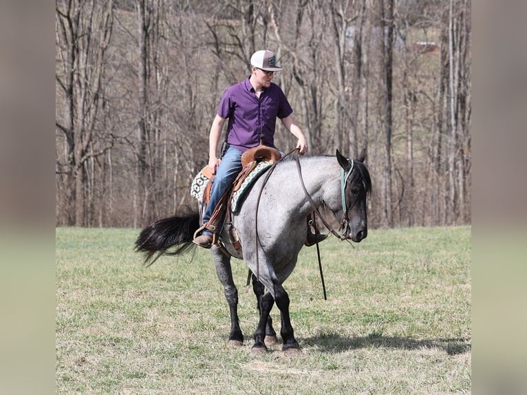 American Quarter Horse Ruin 6 Jaar Roan-Blue in Mount Vernon