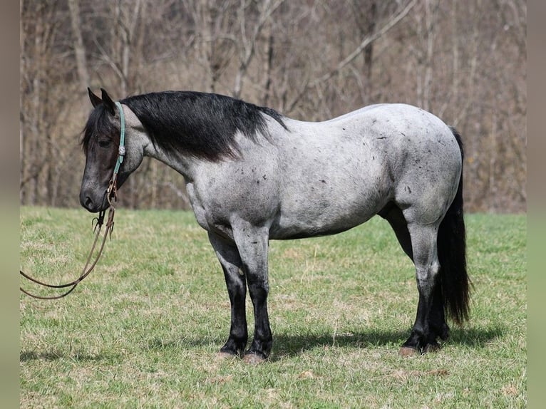 American Quarter Horse Ruin 6 Jaar Roan-Blue in Mount Vernon