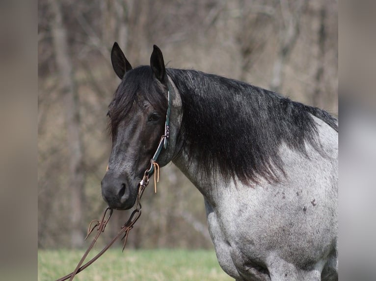 American Quarter Horse Ruin 6 Jaar Roan-Blue in Mount Vernon