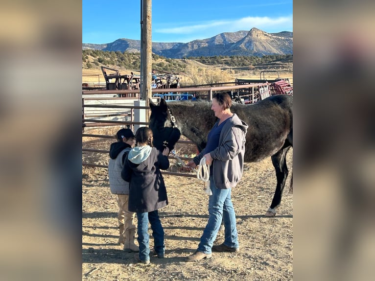 American Quarter Horse Ruin 6 Jaar Roan-Blue in Dorlores CO