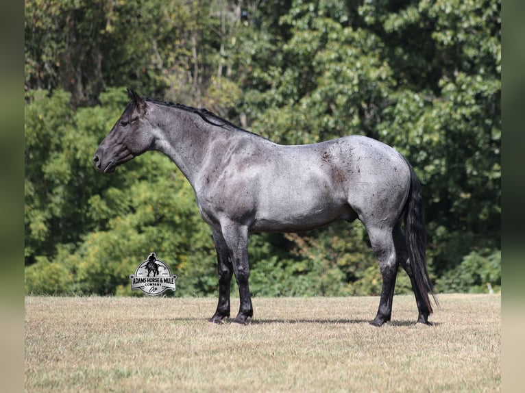 American Quarter Horse Ruin 6 Jaar Roan-Blue in Mount Vernon KY