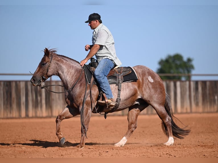 American Quarter Horse Ruin 6 Jaar Roan-Red in Waco