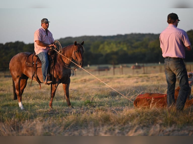 American Quarter Horse Ruin 6 Jaar Roan-Red in Waco