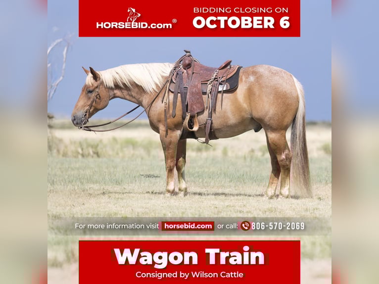 American Quarter Horse Ruin 6 Jaar Roan-Red in Canyon