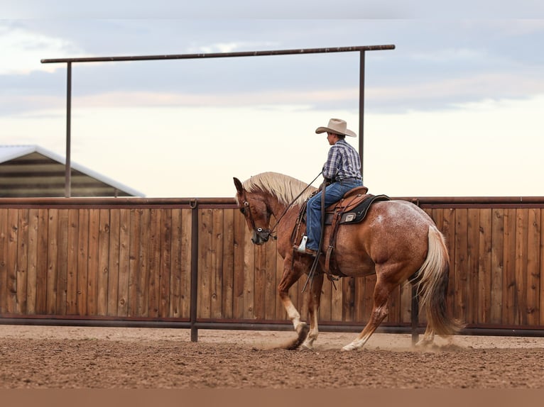 American Quarter Horse Ruin 6 Jaar Roan-Red in Canyon