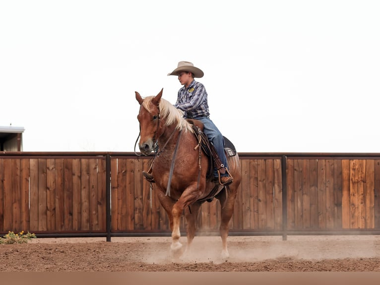 American Quarter Horse Ruin 6 Jaar Roan-Red in Canyon