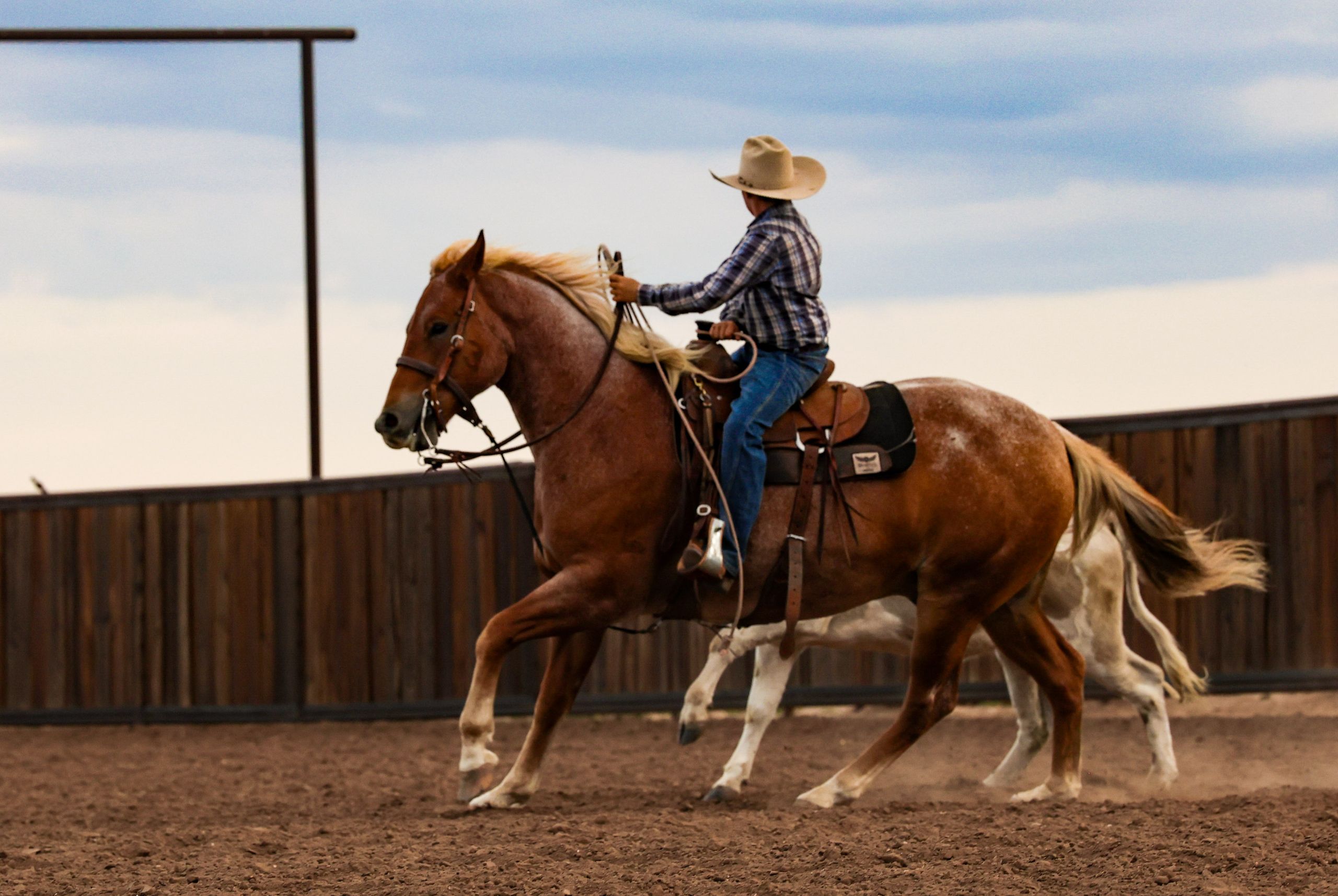 American Quarter Horse Ruin 6 Jaar Roan-Red in Canyon