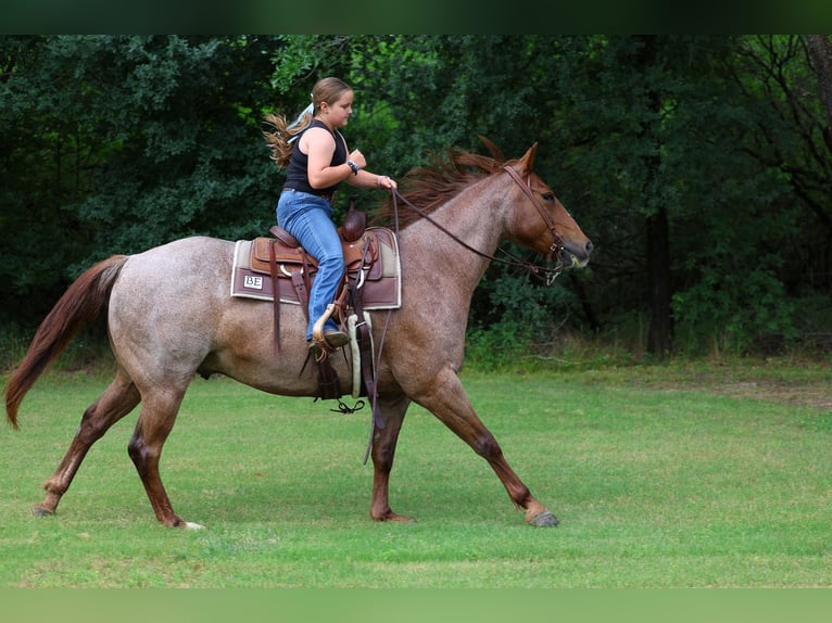 American Quarter Horse Ruin 6 Jaar Roan-Red in Forney