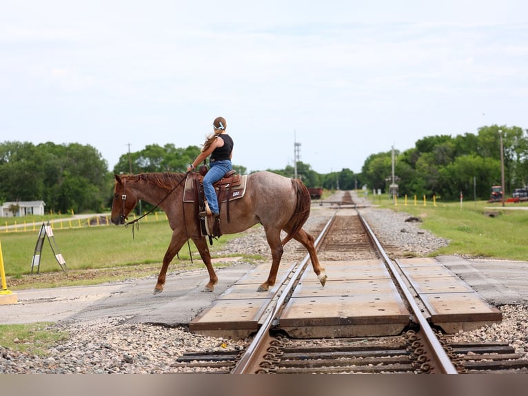 American Quarter Horse Ruin 6 Jaar Roan-Red in Forney