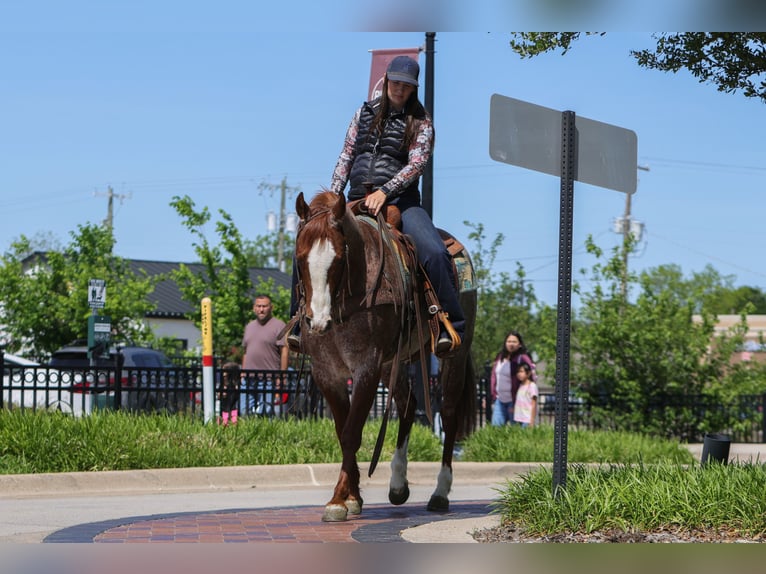 American Quarter Horse Ruin 6 Jaar Roan-Red in Rusk