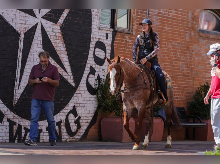 American Quarter Horse Ruin 6 Jaar Roan-Red in Rusk