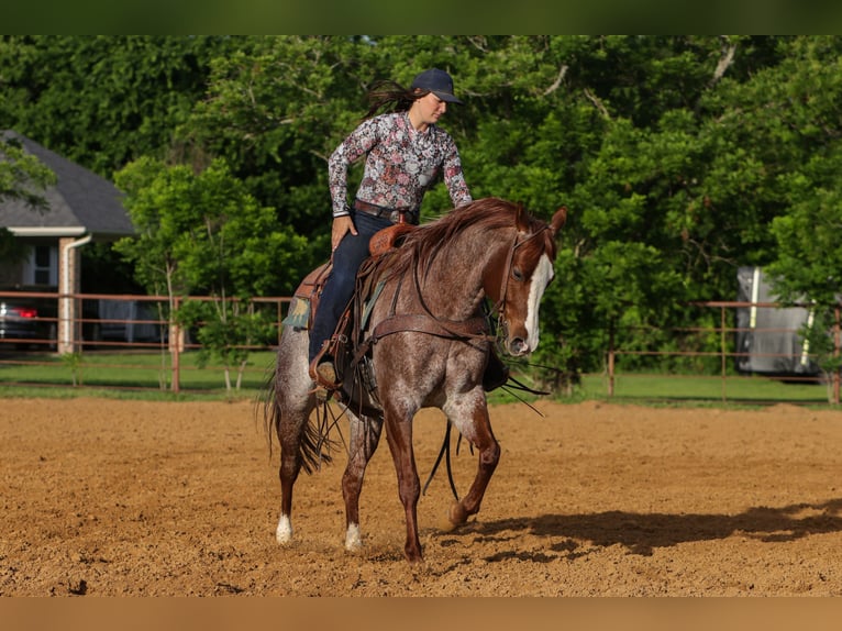 American Quarter Horse Ruin 6 Jaar Roan-Red in Rusk