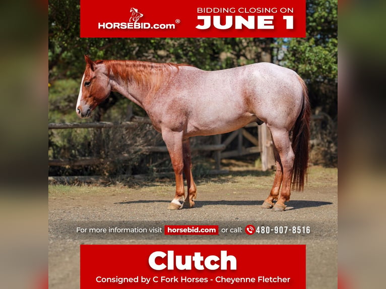 American Quarter Horse Ruin 6 Jaar Roan-Red in Amarillo