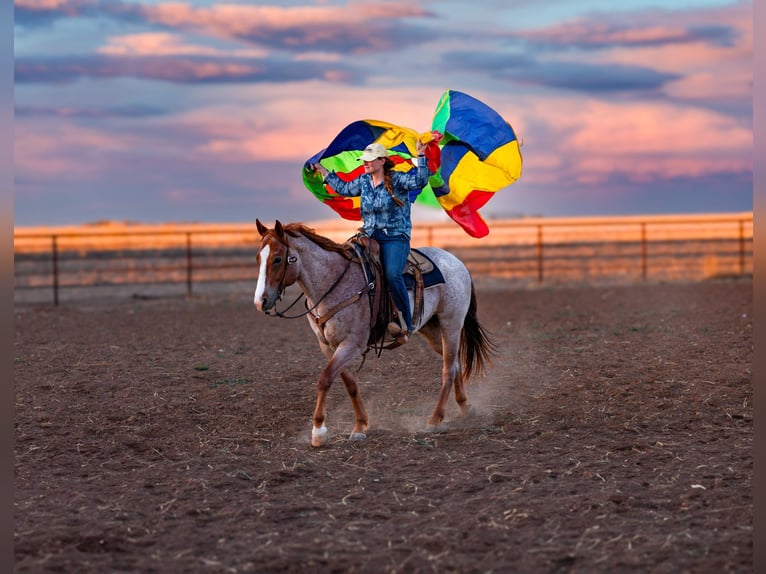 American Quarter Horse Ruin 6 Jaar Roan-Red in Amarillo