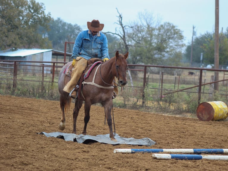 American Quarter Horse Ruin 6 Jaar Roan-Red in Stephenville