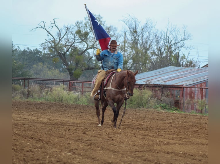 American Quarter Horse Ruin 6 Jaar Roan-Red in Stephenville