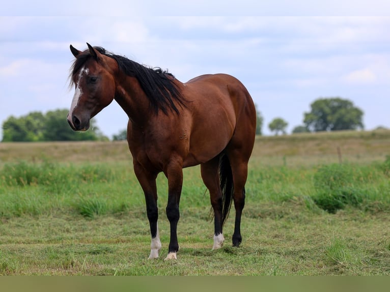 American Quarter Horse Ruin 6 Jaar Roodbruin in Byars