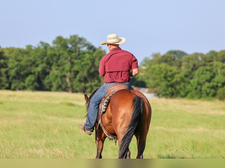 American Quarter Horse Ruin 6 Jaar Roodbruin in Byars