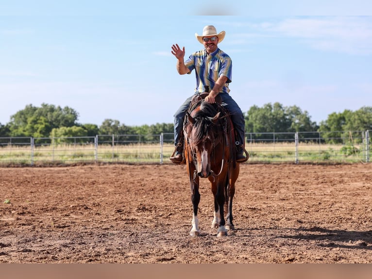 American Quarter Horse Ruin 6 Jaar Roodbruin in Byars