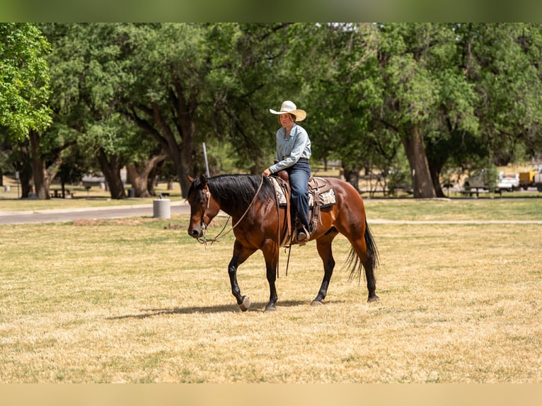 American Quarter Horse Ruin 6 Jaar Roodbruin in Amarillo, TX