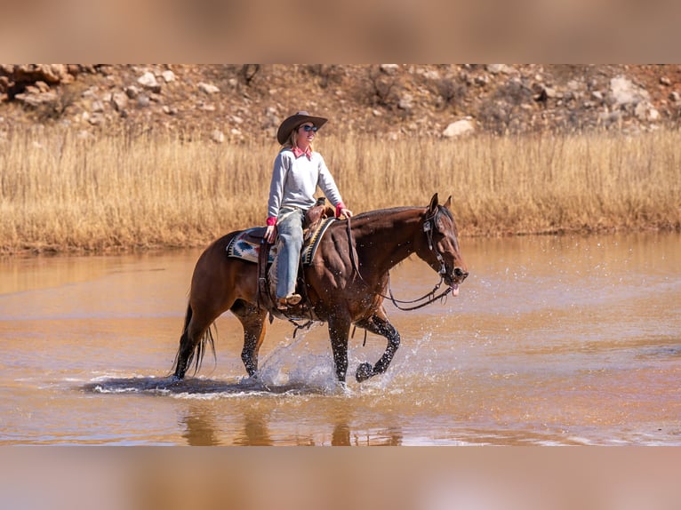 American Quarter Horse Ruin 6 Jaar Roodbruin in Amarillo, TX
