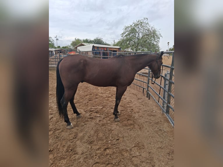 American Quarter Horse Ruin 6 Jaar Roodbruin in Buckeye