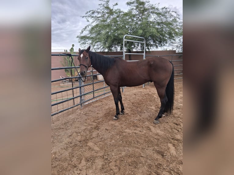 American Quarter Horse Ruin 6 Jaar Roodbruin in Buckeye