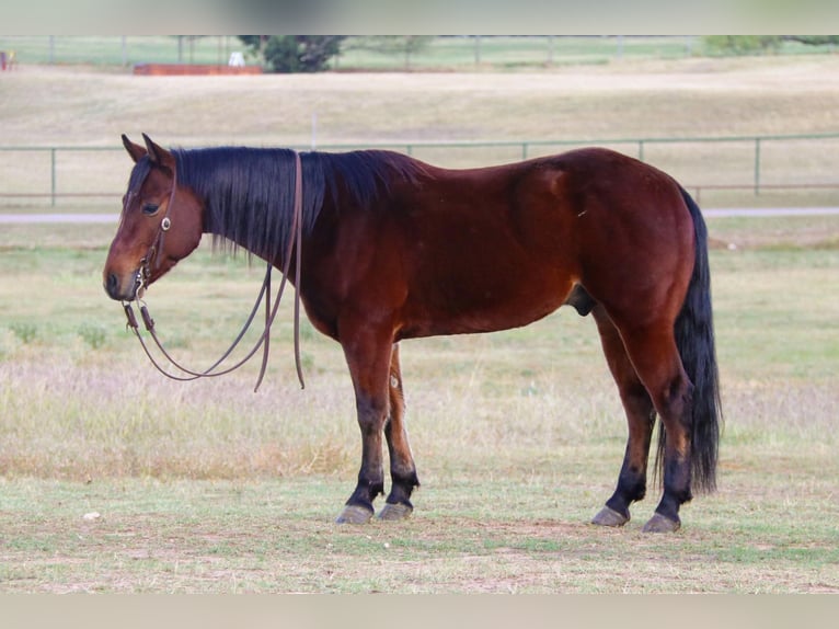 American Quarter Horse Ruin 6 Jaar Roodbruin in Joshua TX