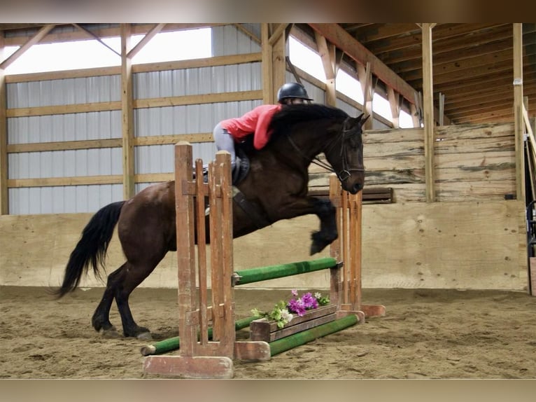 American Quarter Horse Ruin 6 Jaar Roodbruin in Howell, MI