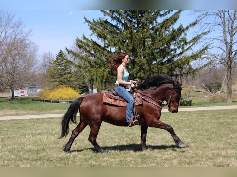 American Quarter Horse Ruin 6 Jaar Roodbruin in Howell, MI