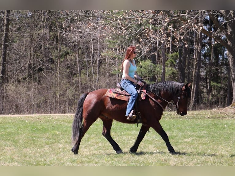 American Quarter Horse Ruin 6 Jaar Roodbruin in Howell, MI