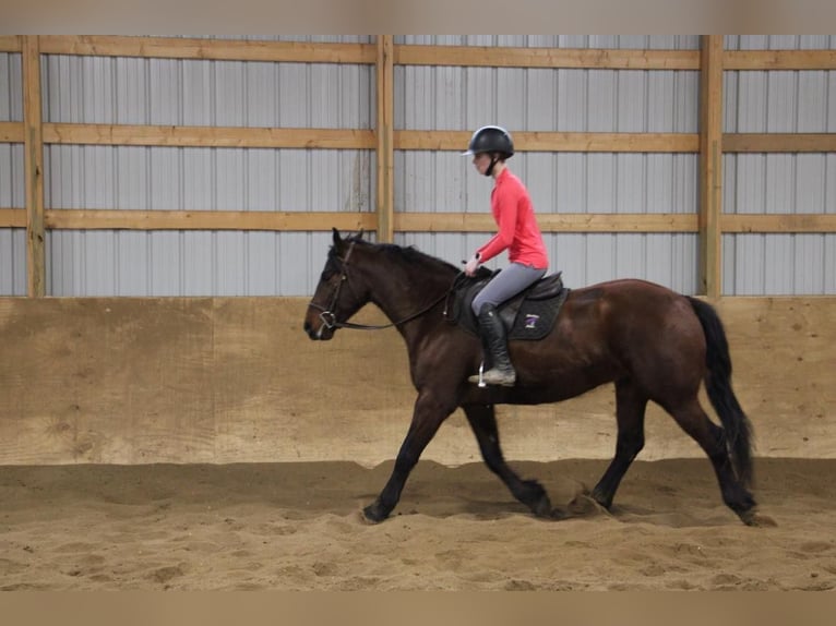 American Quarter Horse Ruin 6 Jaar Roodbruin in Howell, MI