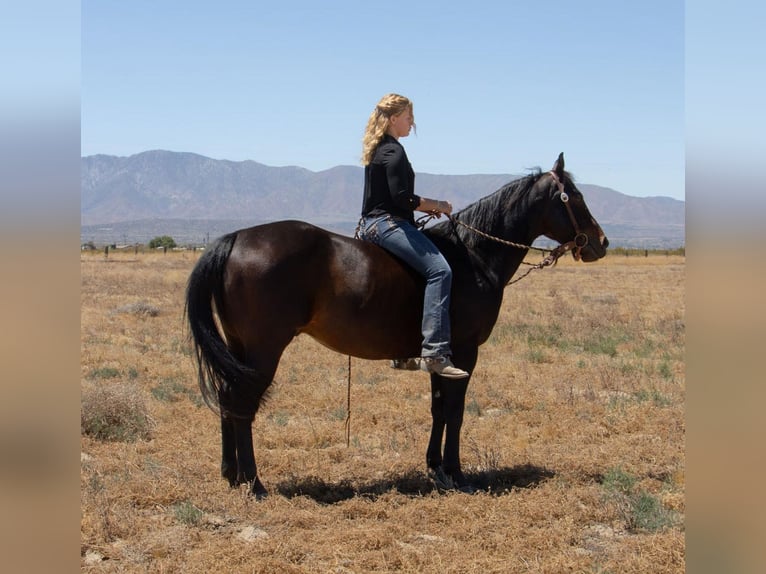 American Quarter Horse Ruin 6 Jaar Roodbruin in Llano CA