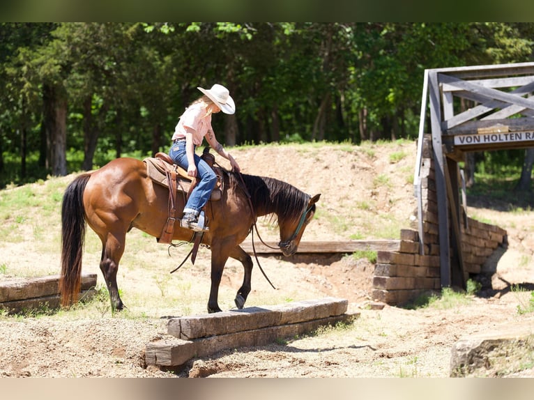 American Quarter Horse Ruin 6 Jaar Roodbruin in Warsaw NY