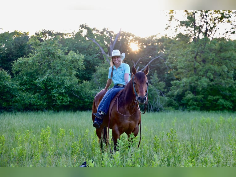 American Quarter Horse Ruin 6 Jaar Roodbruin in Warsaw NY