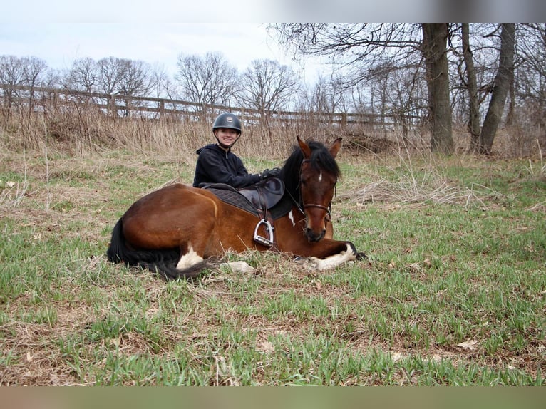 American Quarter Horse Ruin 6 Jaar Roodbruin in HIghland MI