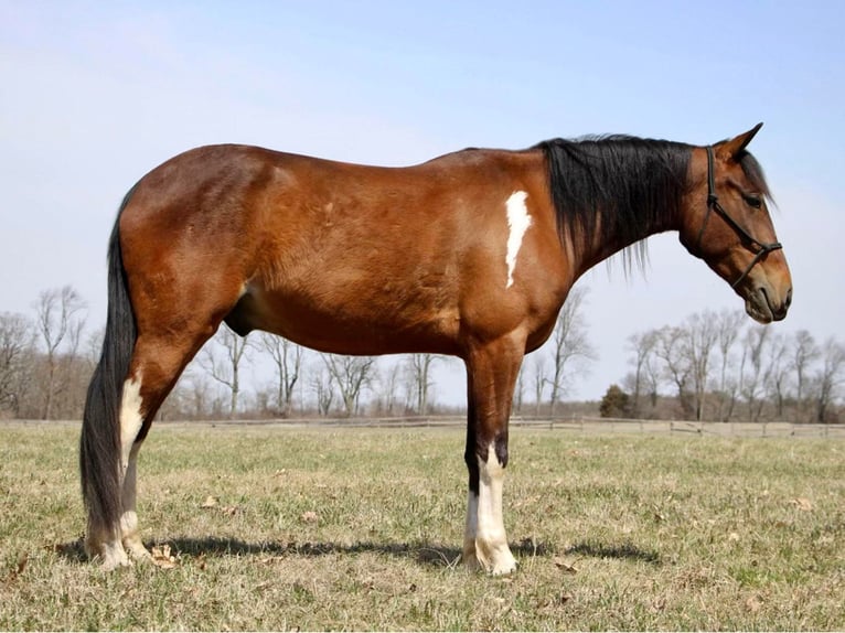 American Quarter Horse Ruin 6 Jaar Roodbruin in HIghland MI