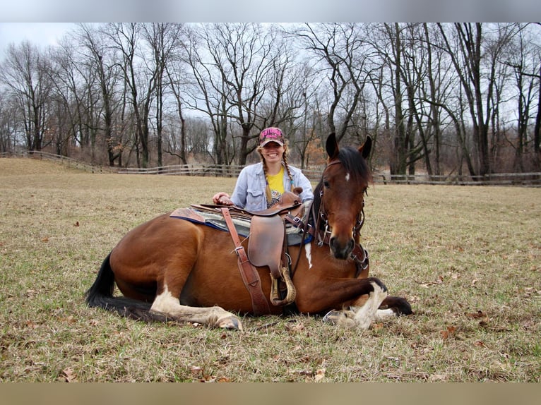 American Quarter Horse Ruin 6 Jaar Roodbruin in HIghland MI